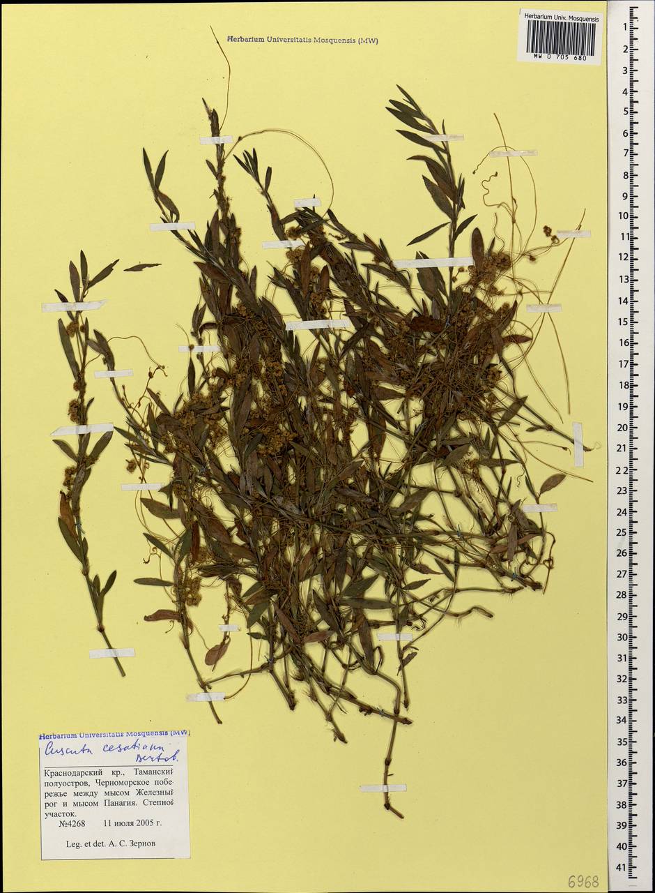 Cuscuta australis subsp. cesatiana (Bertol.) Maire, Кавказ, Краснодарский край и Адыгея (K1a) (Россия)