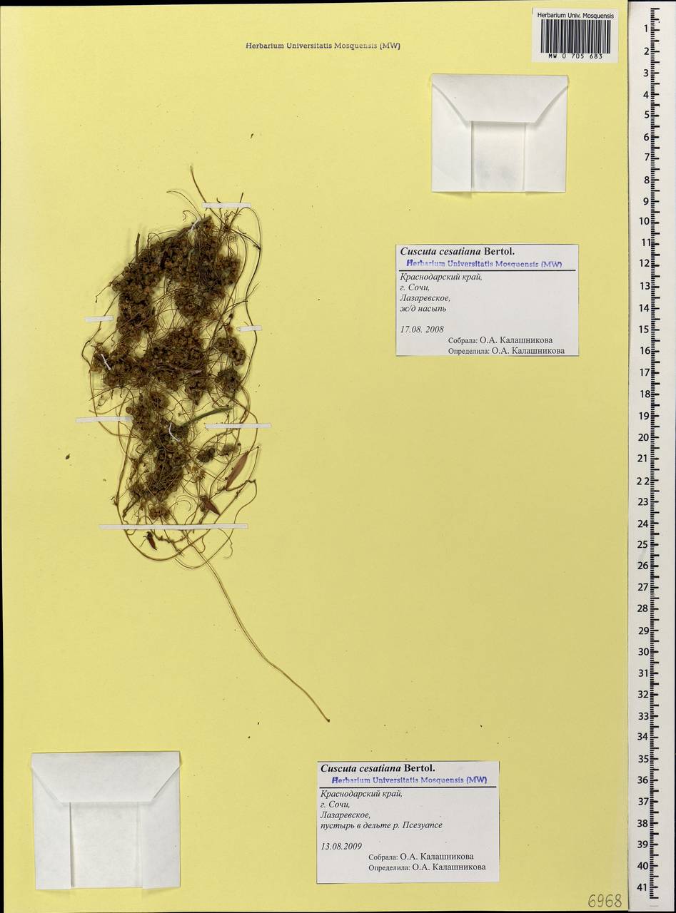 Cuscuta australis subsp. cesatiana (Bertol.) Maire, Кавказ, Черноморское побережье (от Новороссийска до Адлера) (K3) (Россия)