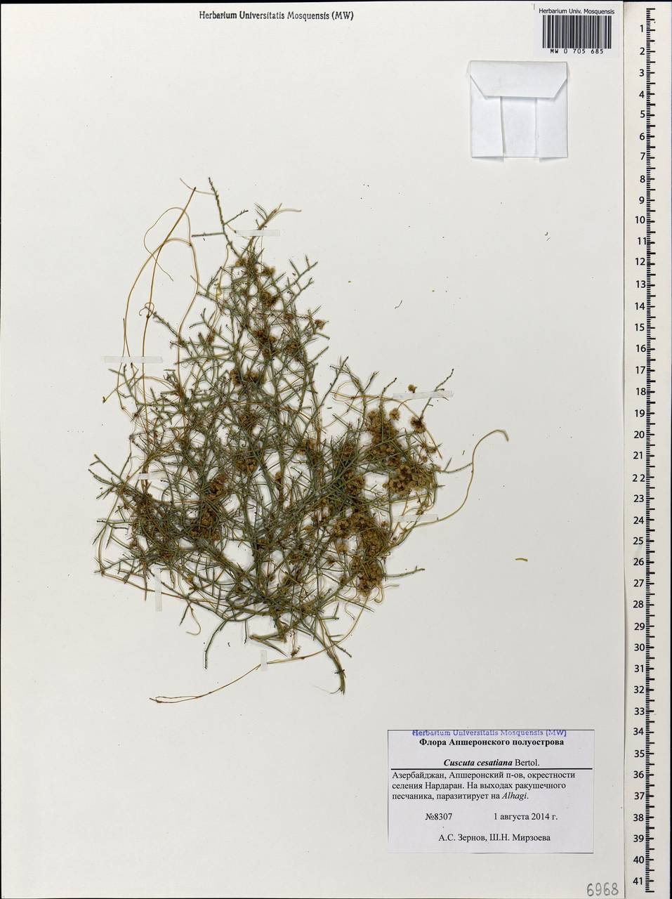 Cuscuta australis subsp. cesatiana (Bertol.) Maire, Кавказ, Азербайджан (K6) (Азербайджан)
