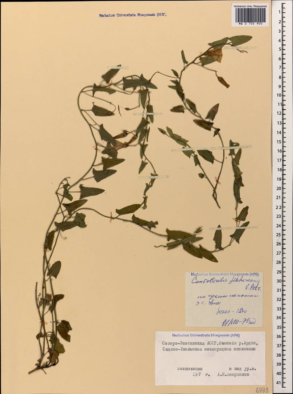 Вьюнок китайский, Кавказ, Северная Осетия, Ингушетия и Чечня (K1c) (Россия)