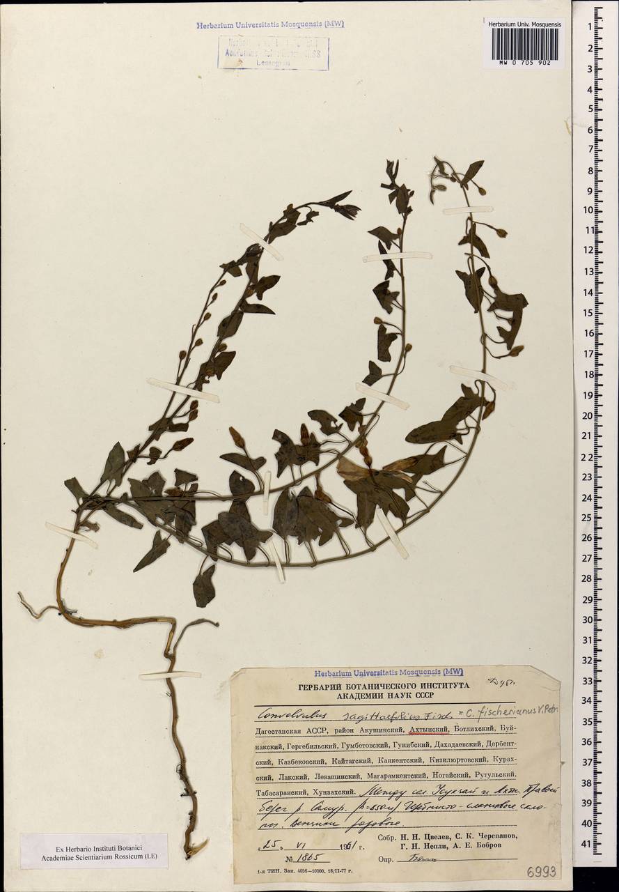 Вьюнок китайский, Кавказ, Дагестан (K2) (Россия)