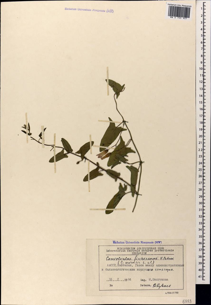 Вьюнок китайский, Кавказ, Азербайджан (K6) (Азербайджан)