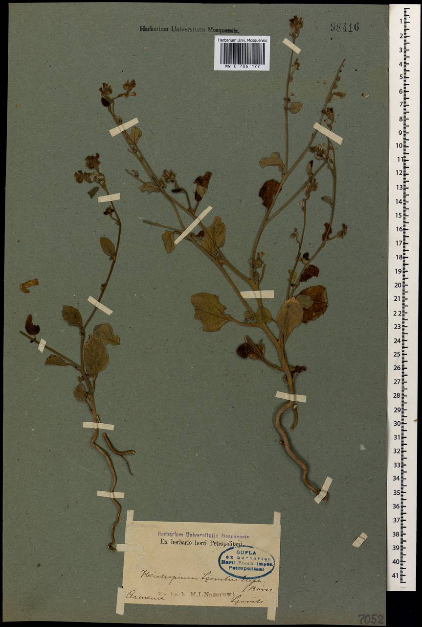 Гелиотроп Совича (Stev.) Stschegl., Кавказ, Армения (K5) (Армения)