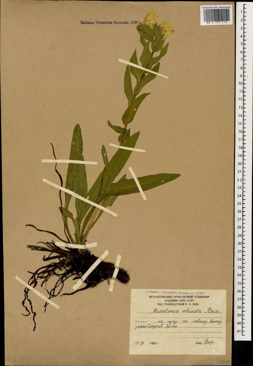 MW0707716, Huynhia pulchra (Гуния красивая), specimen