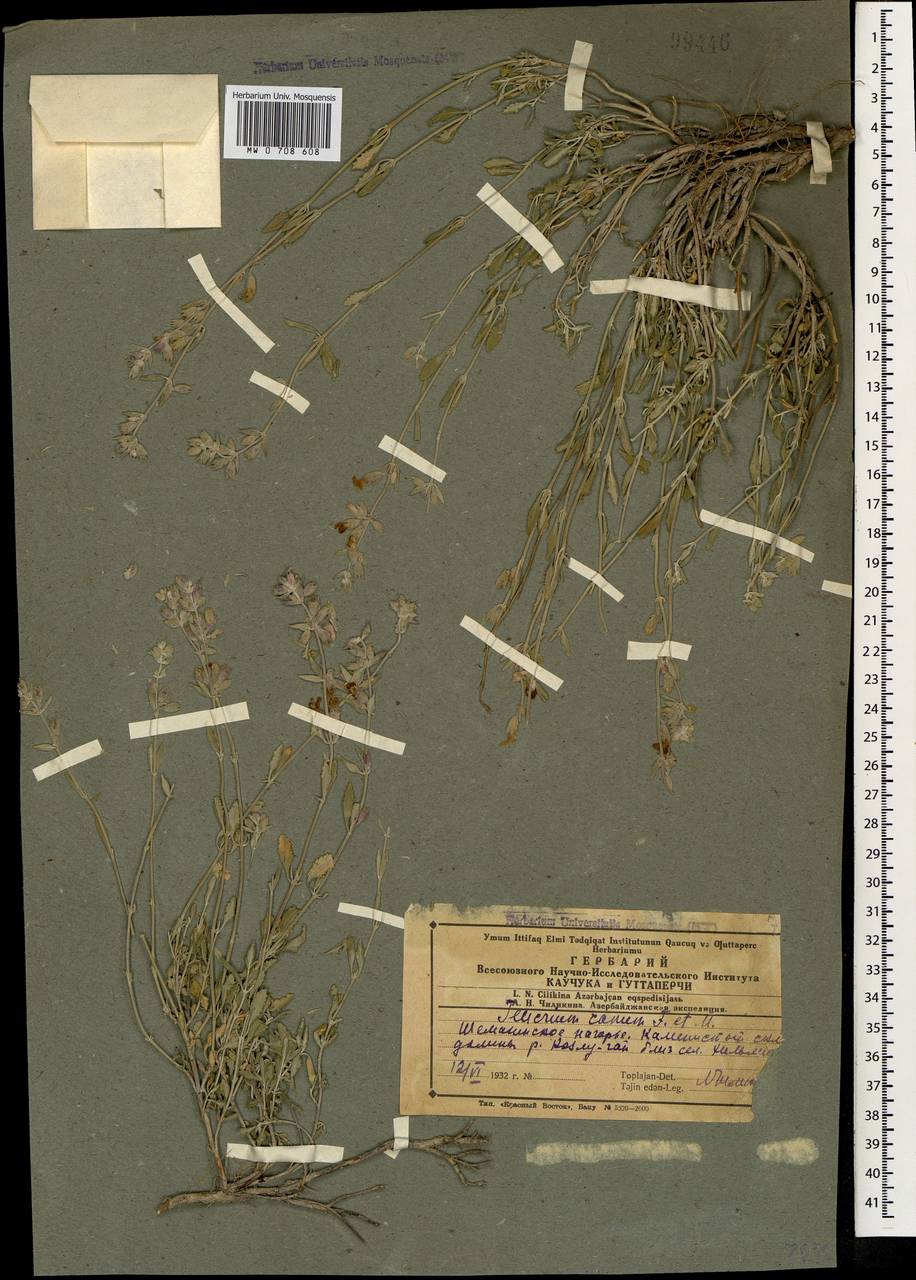 Дубровник седой Fisch. & C.A.Mey., Кавказ, Азербайджан (K6) (Азербайджан)