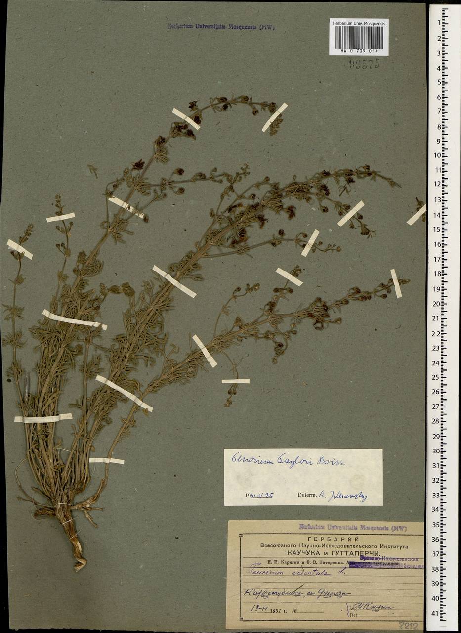 Teucrium orientale subsp. taylorii (Boiss.) Rech.f., Кавказ, Азербайджан (K6) (Азербайджан)