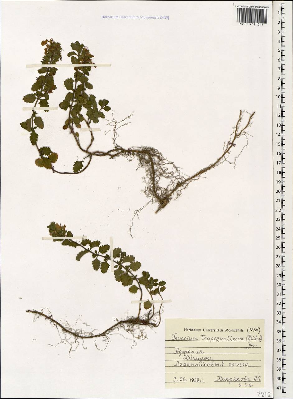 Teucrium chamaedrys subsp. trapezunticum Rech.f., Кавказ, Грузия (K4) (Грузия)