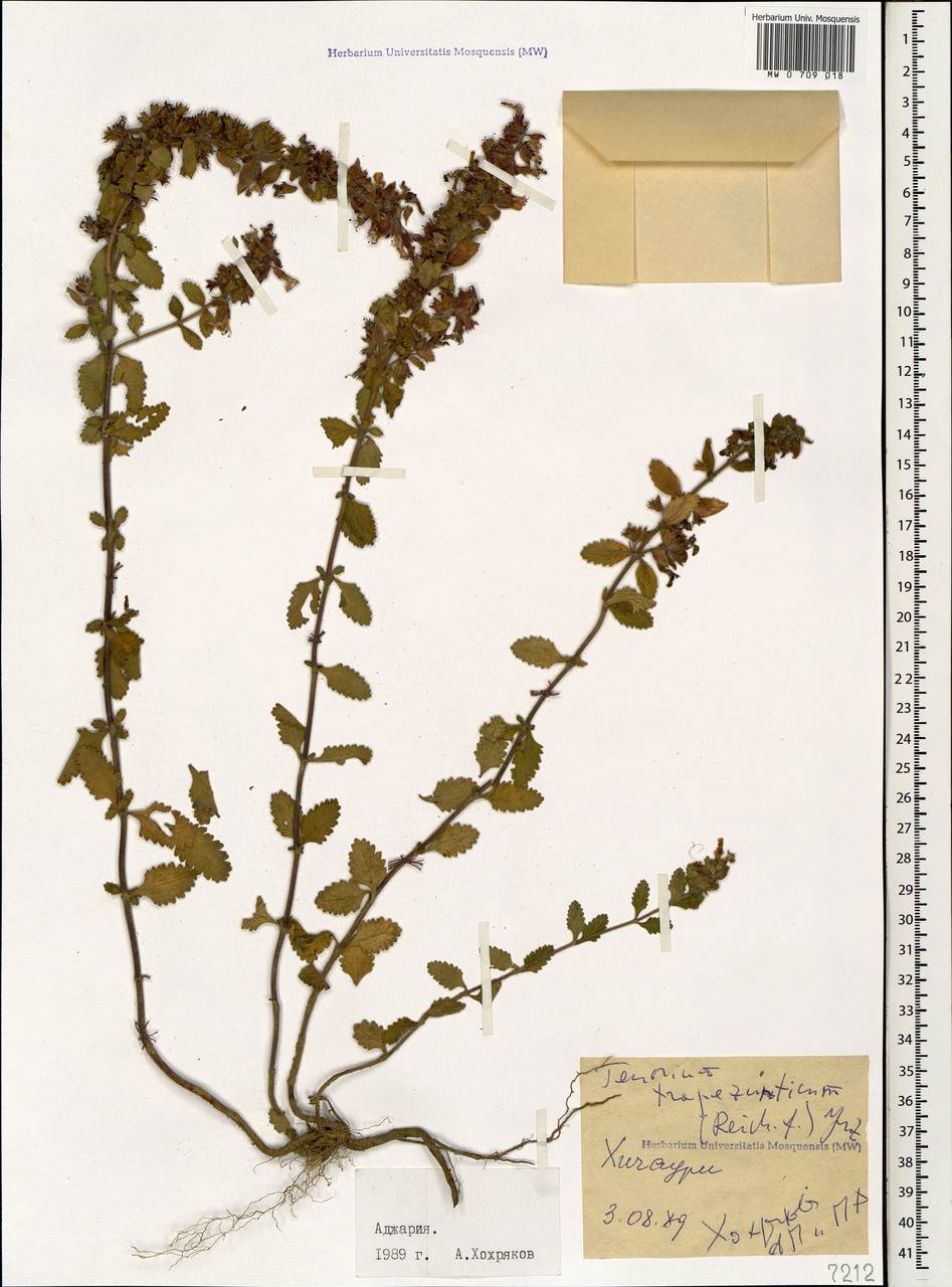 Teucrium chamaedrys subsp. trapezunticum Rech.f., Кавказ, Грузия (K4) (Грузия)