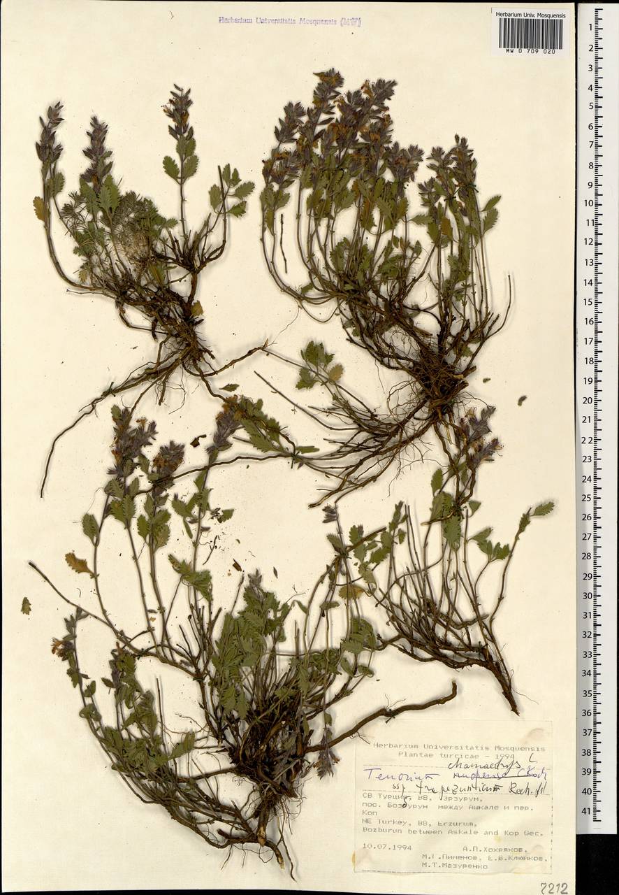Teucrium chamaedrys subsp. trapezunticum Rech.f., Кавказ, Турецкий Кавказ (K7) (Турция)