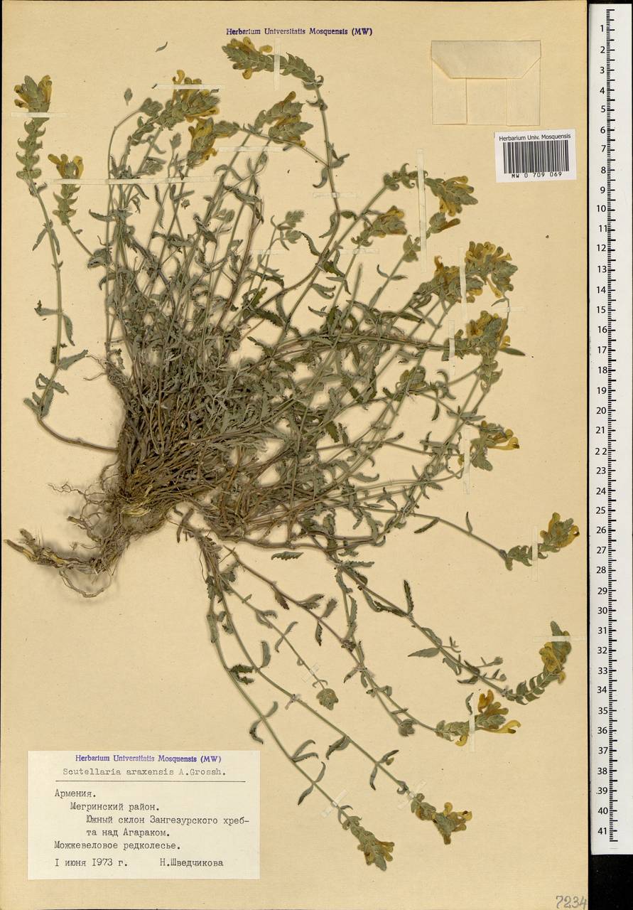 Шлемник араксинский Grossh., Кавказ, Армения (K5) (Армения)