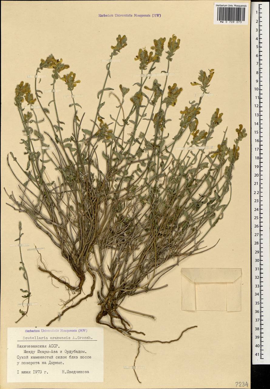 Шлемник араксинский Grossh., Кавказ, Азербайджан (K6) (Азербайджан)