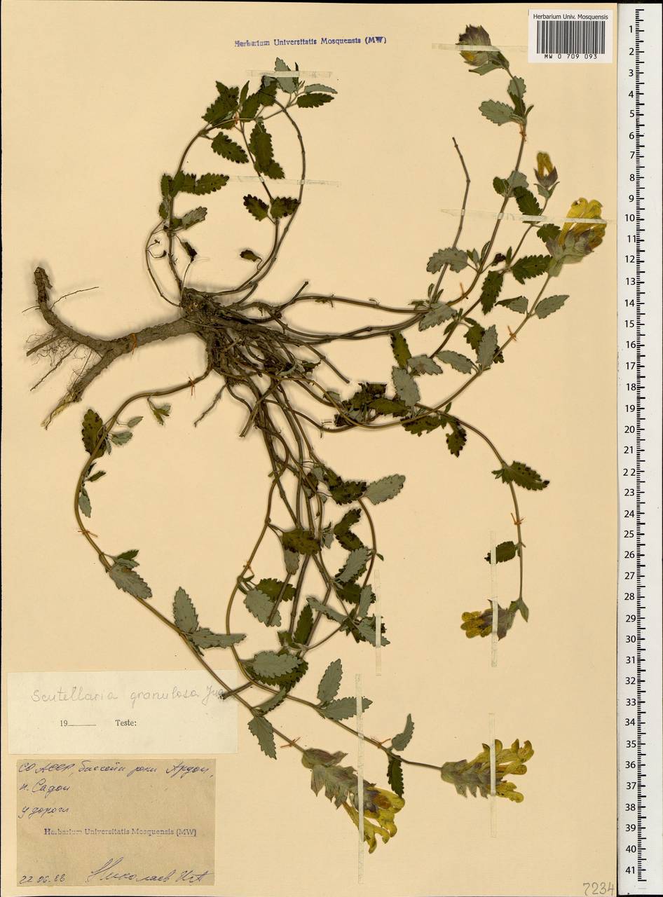 Шлемник мелкозернистый Juz., Кавказ, Северная Осетия, Ингушетия и Чечня (K1c) (Россия)