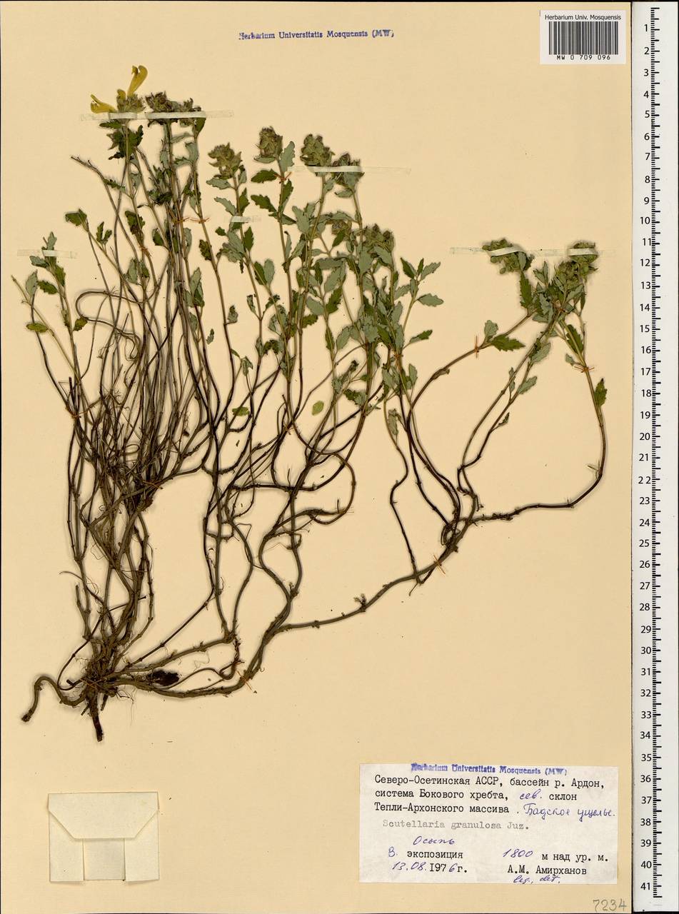 Шлемник мелкозернистый Juz., Кавказ, Северная Осетия, Ингушетия и Чечня (K1c) (Россия)
