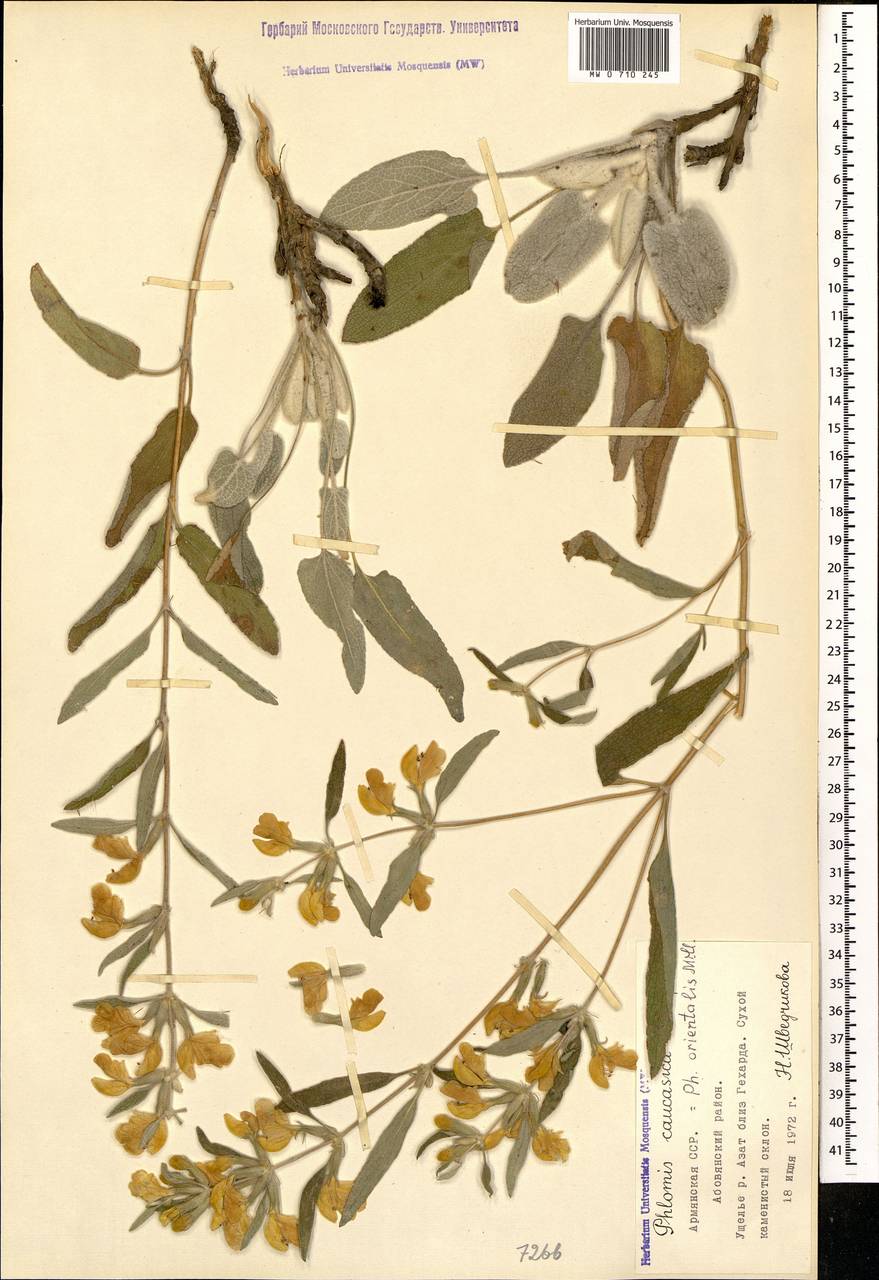 Зопник восточный Mill., Кавказ, Армения (K5) (Армения)