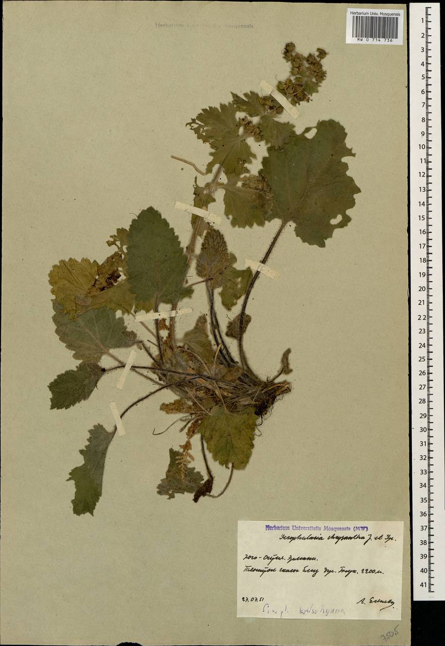 Scrophularia kotschyana Benth., Кавказ, Южная Осетия (K4b) (Южная Осетия)
