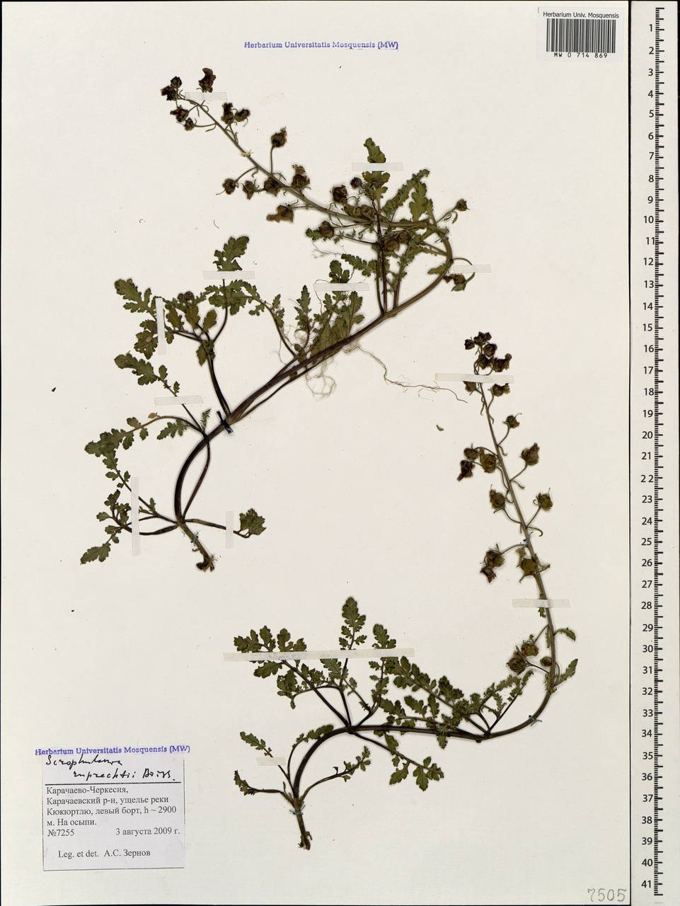 Норичник Рупрехта Boiss., Кавказ, Ставропольский край, Карачаево-Черкесия, Кабардино-Балкария (K1b) (Россия)