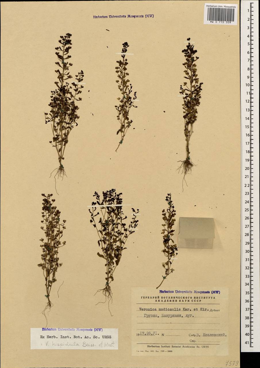 Вероника короткощетинковая Boiss. & A. Huet, Кавказ, Грузия (K4) (Грузия)