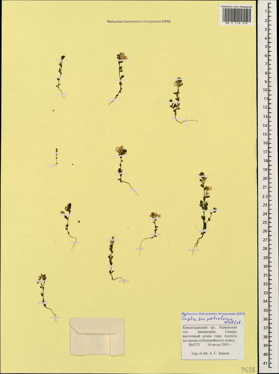 Очанка черешковая Wettst., Кавказ, Краснодарский край и Адыгея (K1a) (Россия)