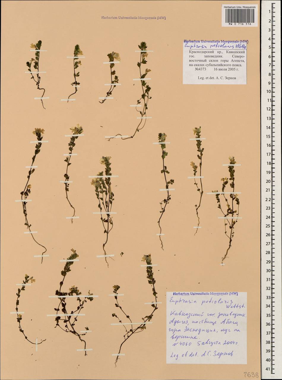 Очанка черешковая Wettst., Кавказ, Краснодарский край и Адыгея (K1a) (Россия)