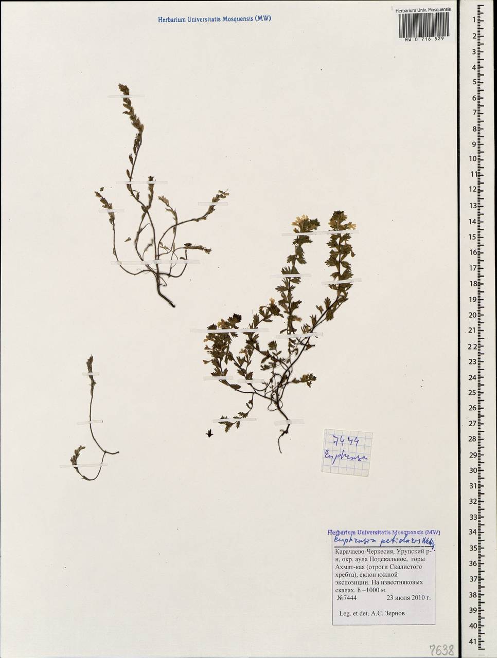 Очанка черешковая Wettst., Кавказ, Ставропольский край, Карачаево-Черкесия, Кабардино-Балкария (K1b) (Россия)
