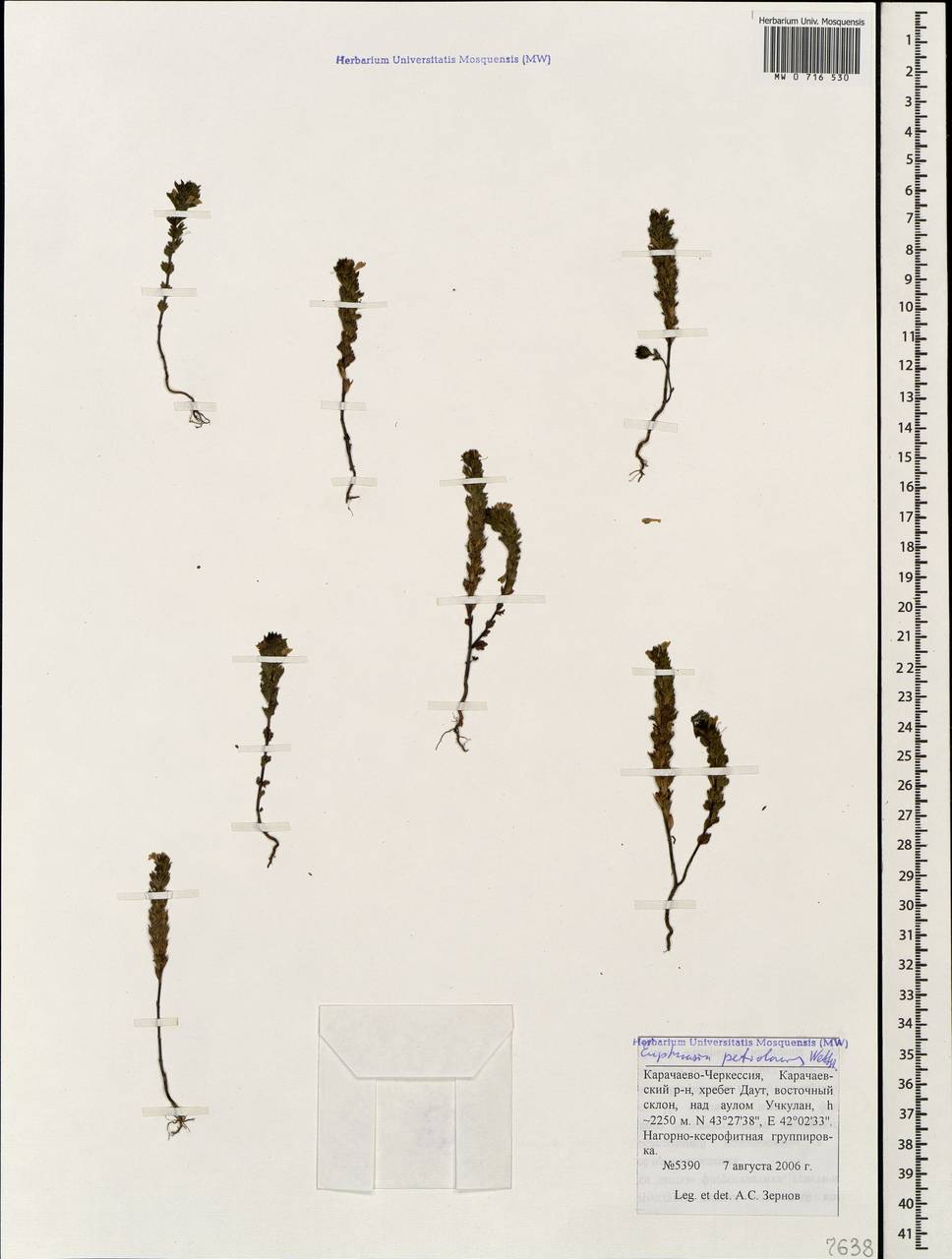 Очанка черешковая Wettst., Кавказ, Ставропольский край, Карачаево-Черкесия, Кабардино-Балкария (K1b) (Россия)