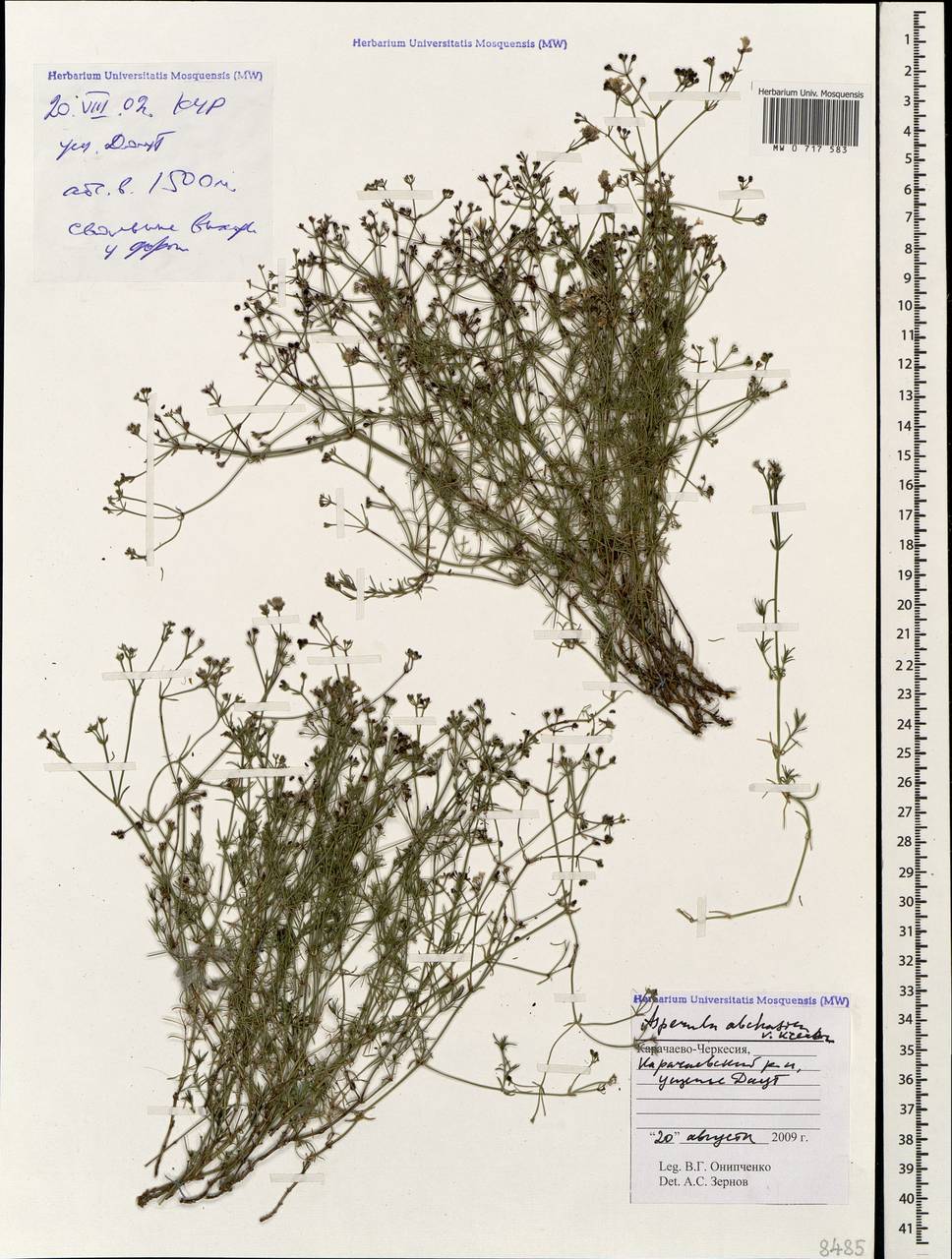 Cynanchica abchasica (V.I.Krecz.) P.Caputo & Del Guacchio, Кавказ, Ставропольский край, Карачаево-Черкесия, Кабардино-Балкария (K1b) (Россия)
