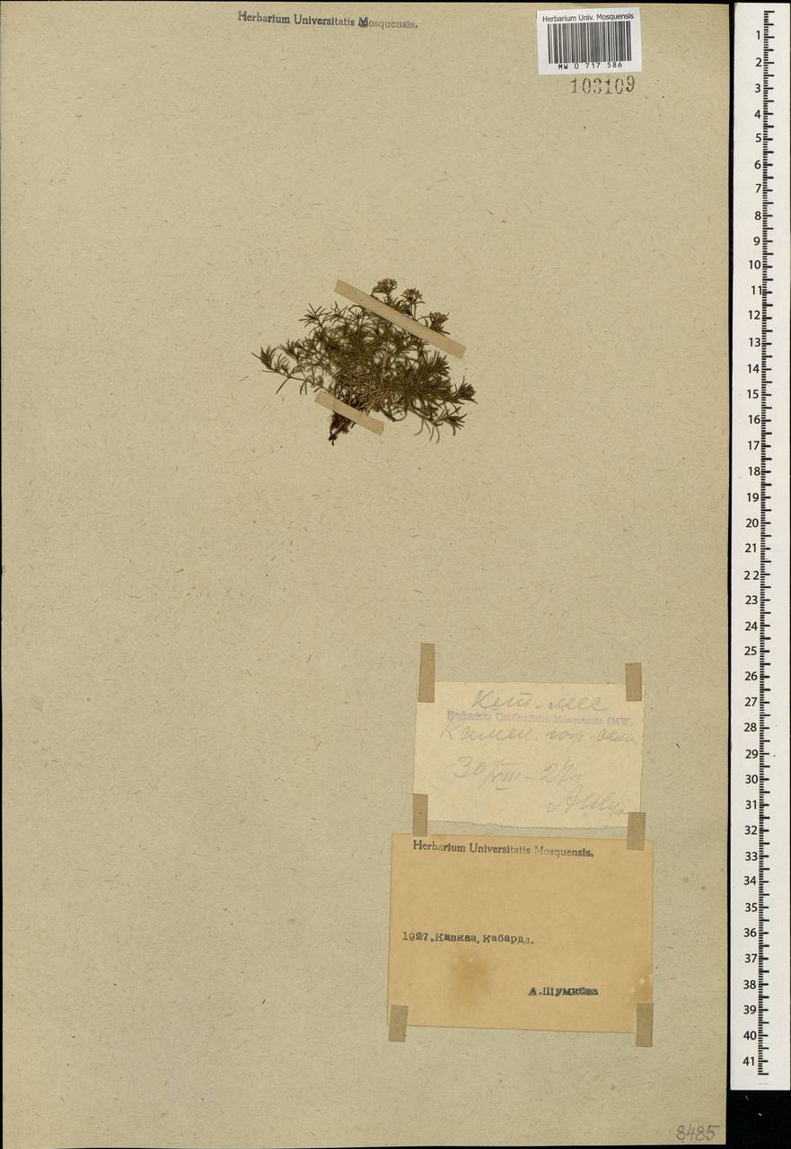 Cynanchica affinis (Boiss. & A.Huet) P.Caputo & Del Guacchio, Кавказ, Ставропольский край, Карачаево-Черкесия, Кабардино-Балкария (K1b) (Россия)