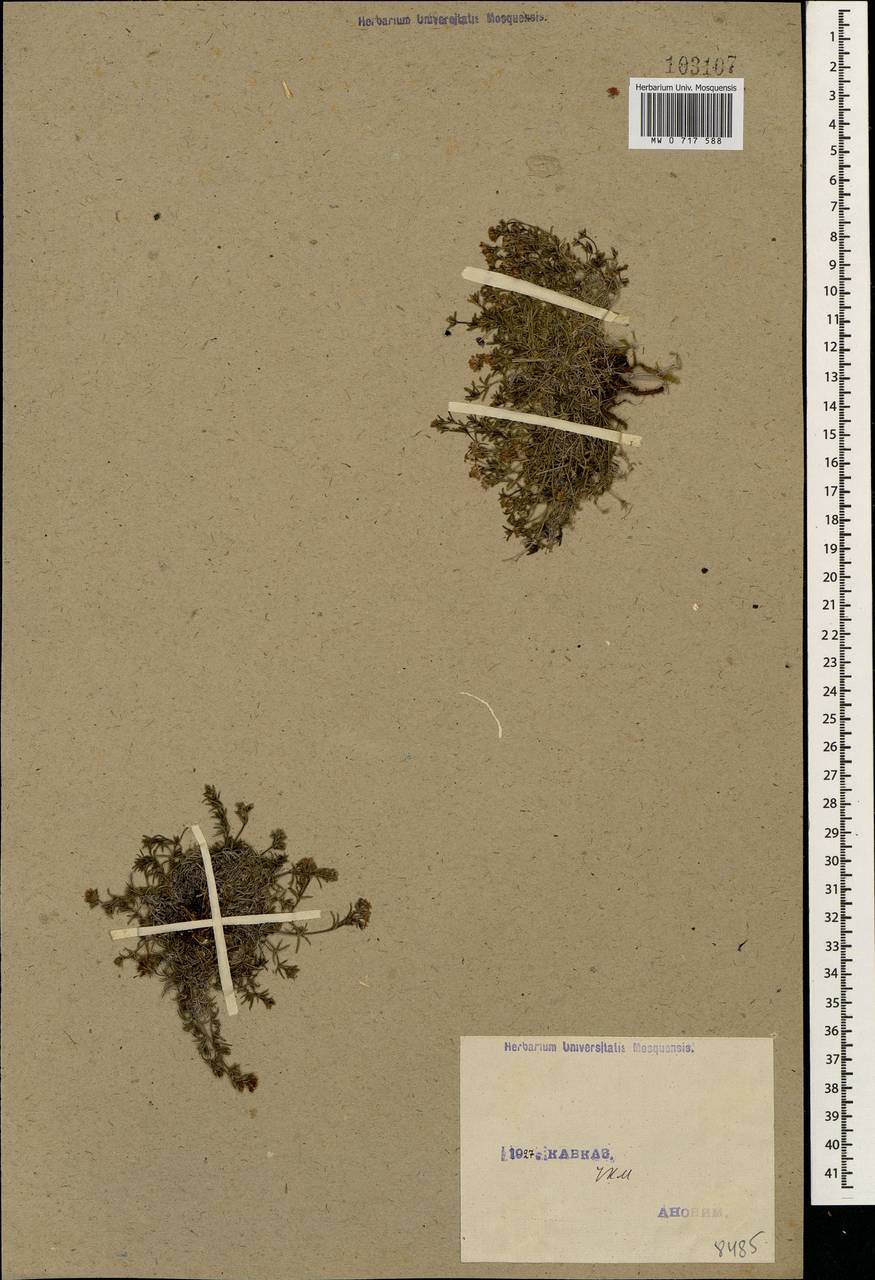 Cynanchica affinis (Boiss. & A.Huet) P.Caputo & Del Guacchio, Кавказ, Ставропольский край, Карачаево-Черкесия, Кабардино-Балкария (K1b) (Россия)