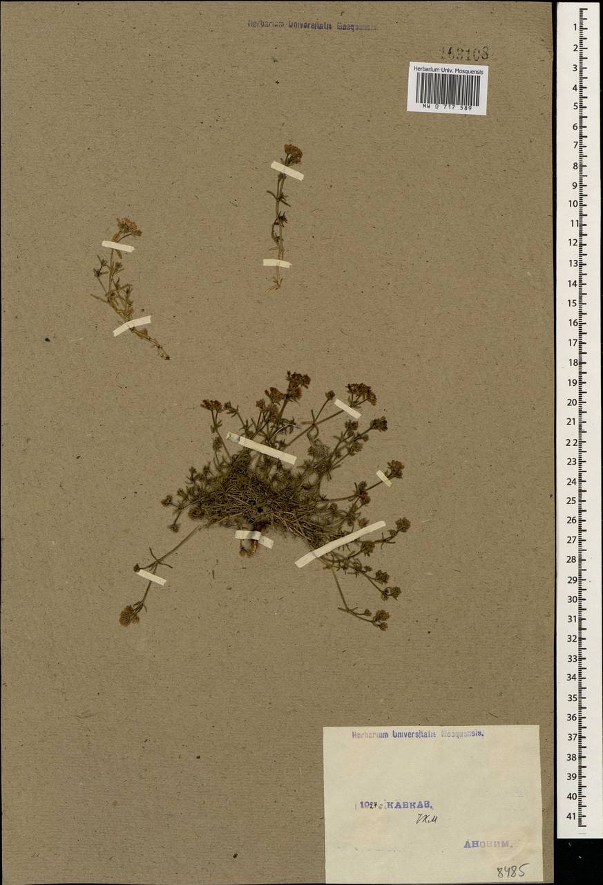 Cynanchica affinis (Boiss. & A.Huet) P.Caputo & Del Guacchio, Кавказ, Ставропольский край, Карачаево-Черкесия, Кабардино-Балкария (K1b) (Россия)