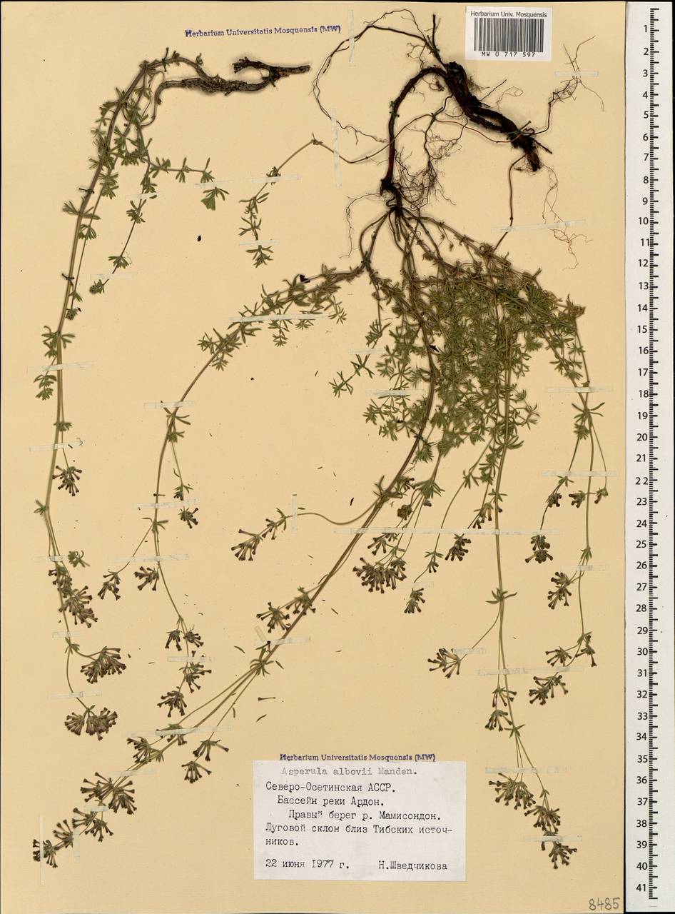 Ясменник стелющийся, Ясменник простертый (Adams) K.Koch, Кавказ, Северная Осетия, Ингушетия и Чечня (K1c) (Россия)