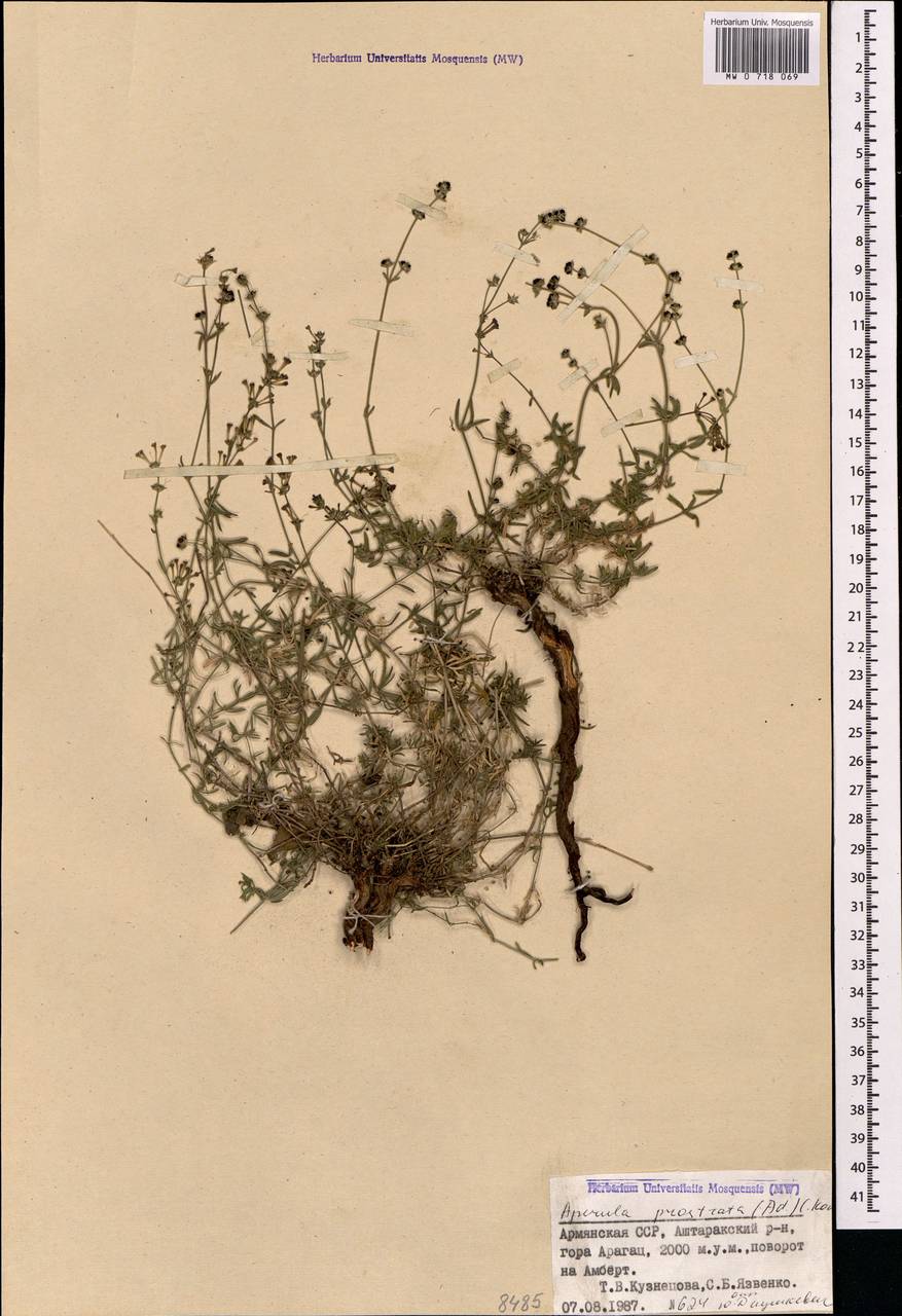 Ясменник стелющийся, Ясменник простертый (Adams) K.Koch, Кавказ, Армения (K5) (Армения)
