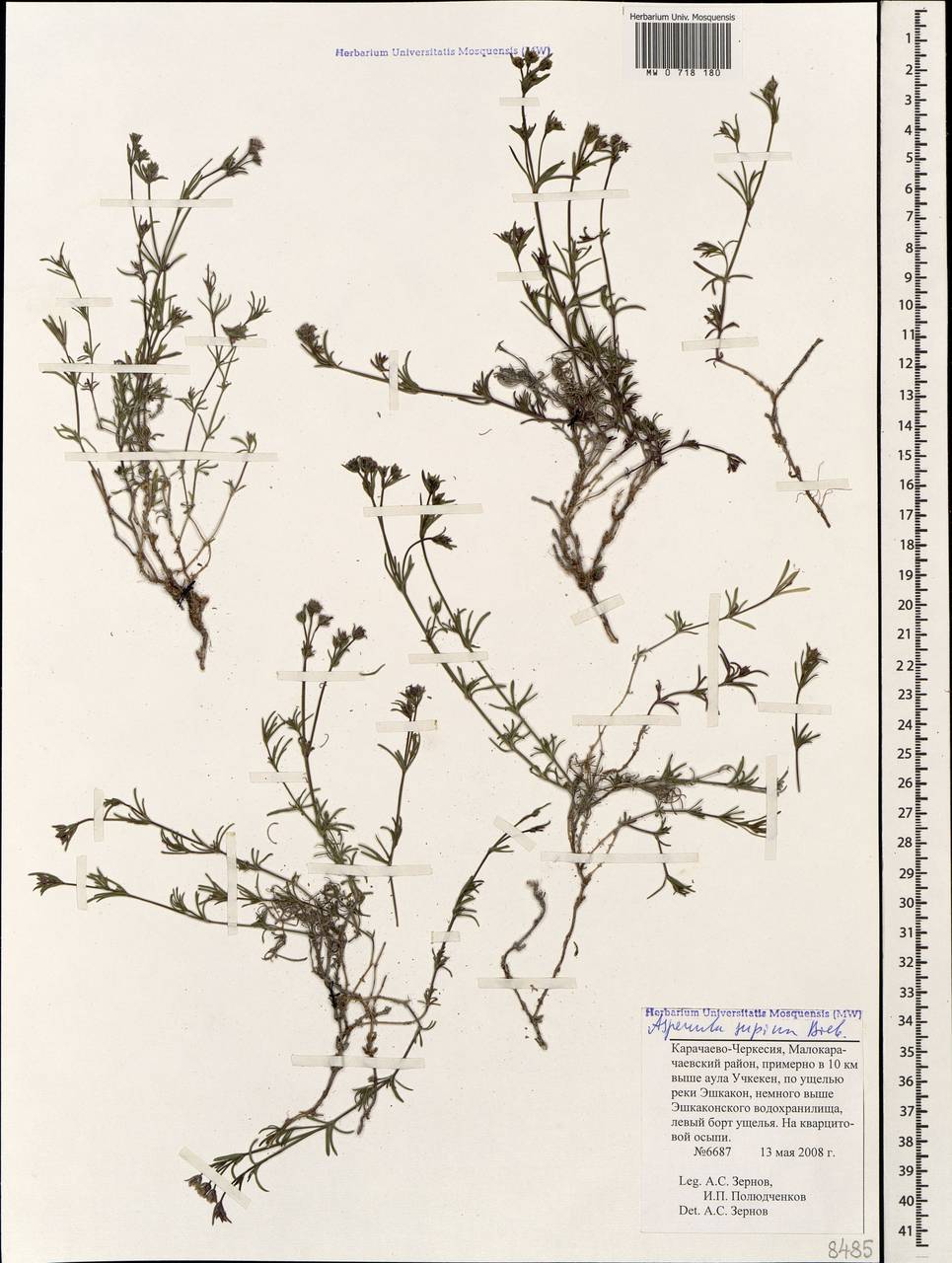 Cynanchica supina subsp. supina, Кавказ, Ставропольский край, Карачаево-Черкесия, Кабардино-Балкария (K1b) (Россия)