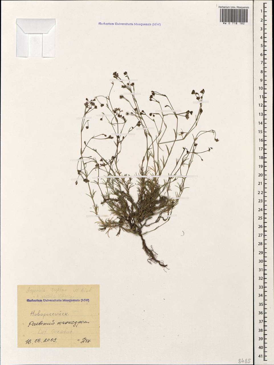Cynanchica supina subsp. supina, Кавказ, Черноморское побережье (от Новороссийска до Адлера) (K3) (Россия)