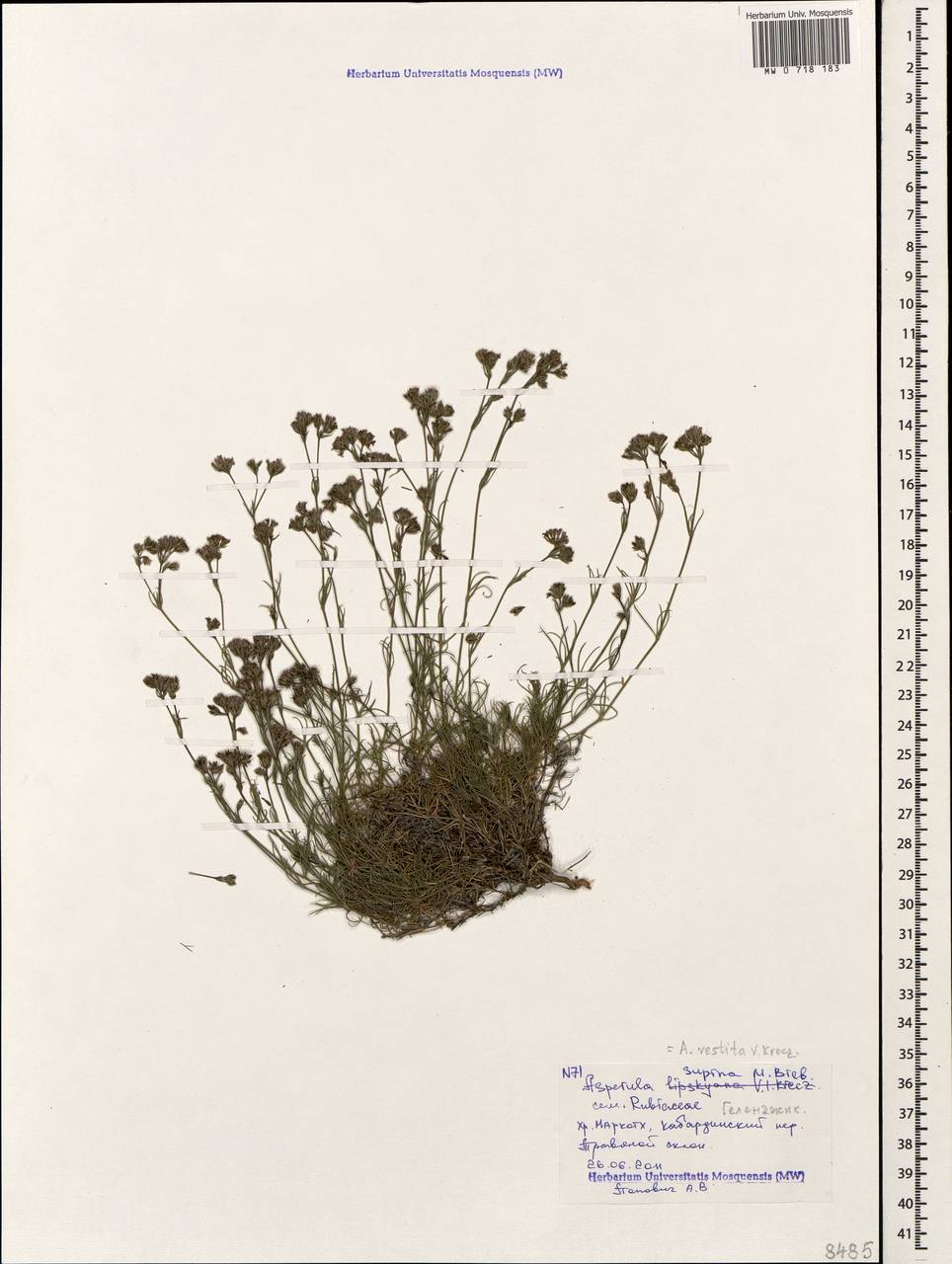 Cynanchica supina subsp. supina, Кавказ, Черноморское побережье (от Новороссийска до Адлера) (K3) (Россия)