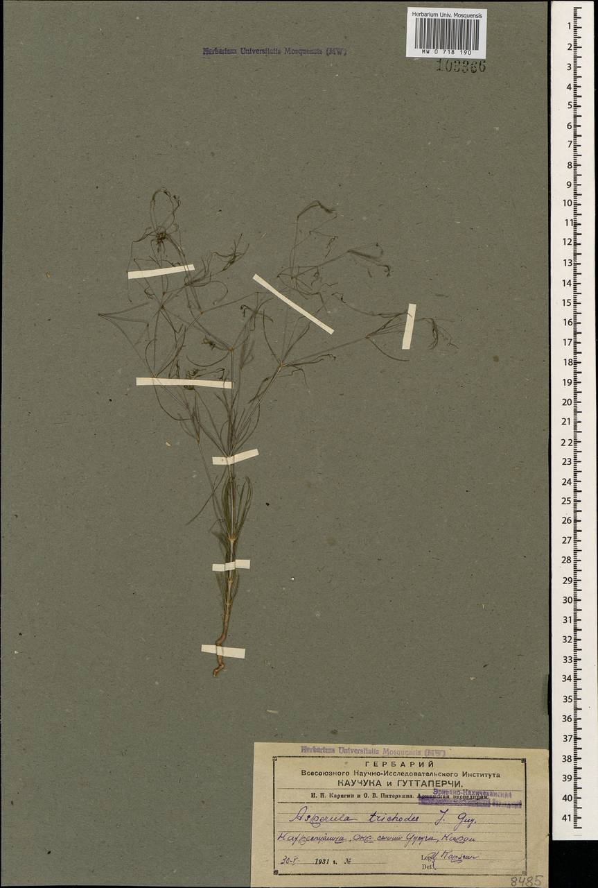 Лептунис волосовидный (J. Gay ex DC.) Schischk., Кавказ, Азербайджан (K6) (Азербайджан)