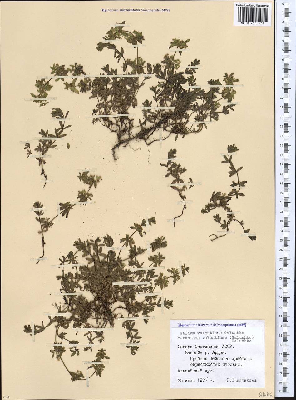 Круциата Валентины (Galushko) Galushko, Кавказ, Северная Осетия, Ингушетия и Чечня (K1c) (Россия)