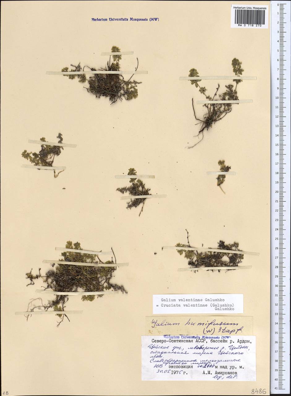 Круциата Валентины (Galushko) Galushko, Кавказ, Северная Осетия, Ингушетия и Чечня (K1c) (Россия)