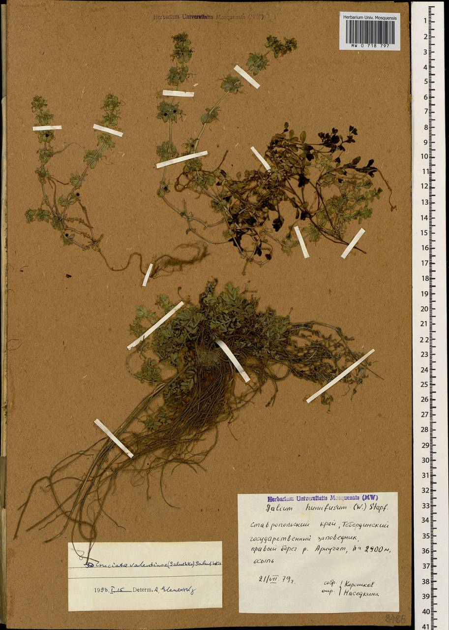 Круциата Валентины (Galushko) Galushko, Кавказ, Ставропольский край, Карачаево-Черкесия, Кабардино-Балкария (K1b) (Россия)