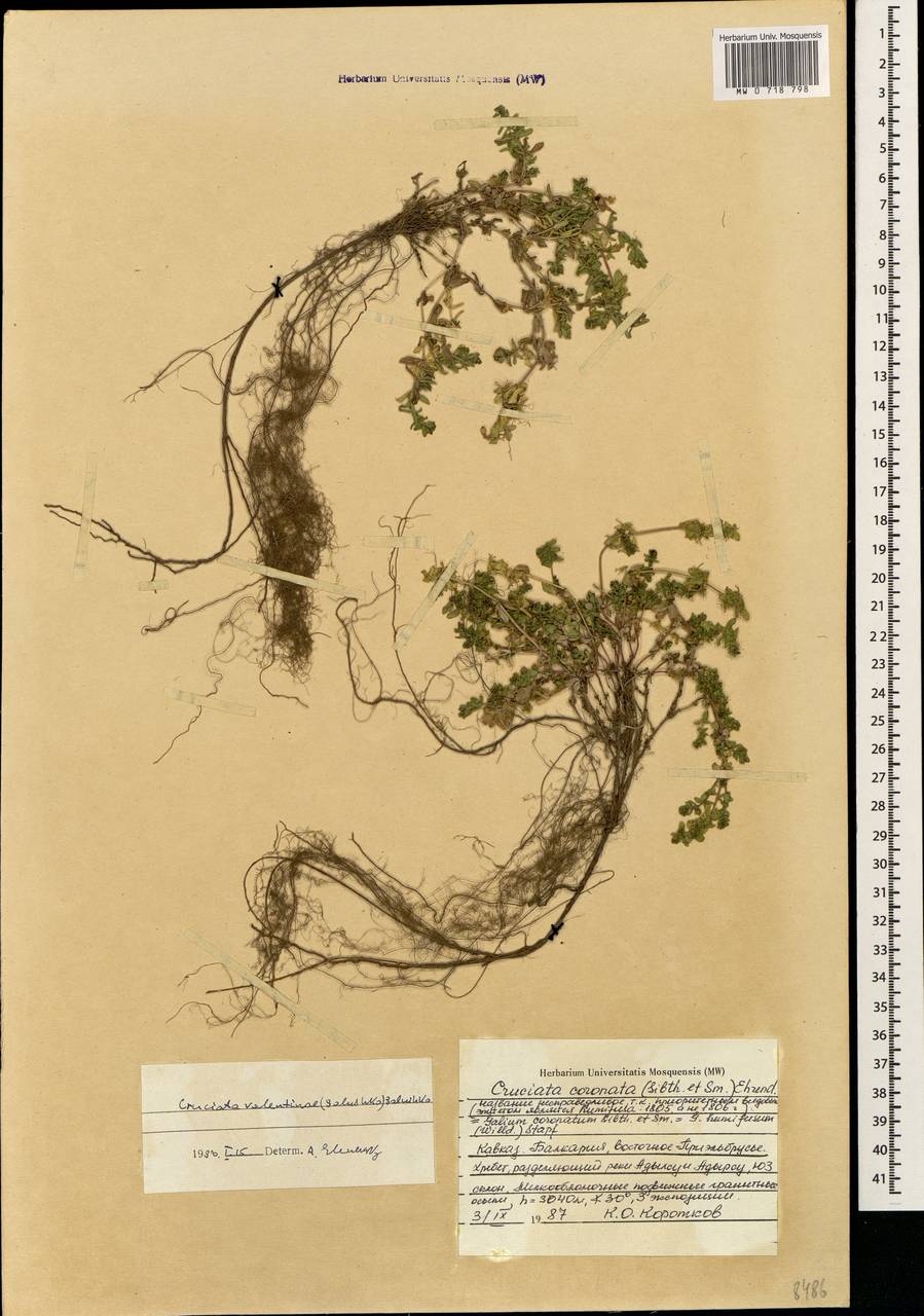 Круциата Валентины (Galushko) Galushko, Кавказ, Ставропольский край, Карачаево-Черкесия, Кабардино-Балкария (K1b) (Россия)