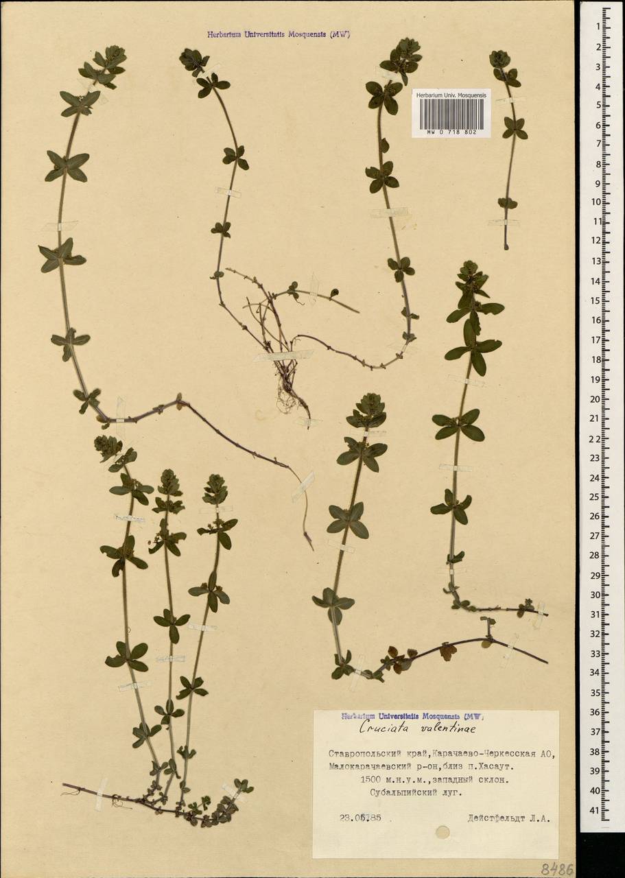 Круциата Валентины (Galushko) Galushko, Кавказ, Ставропольский край, Карачаево-Черкесия, Кабардино-Балкария (K1b) (Россия)