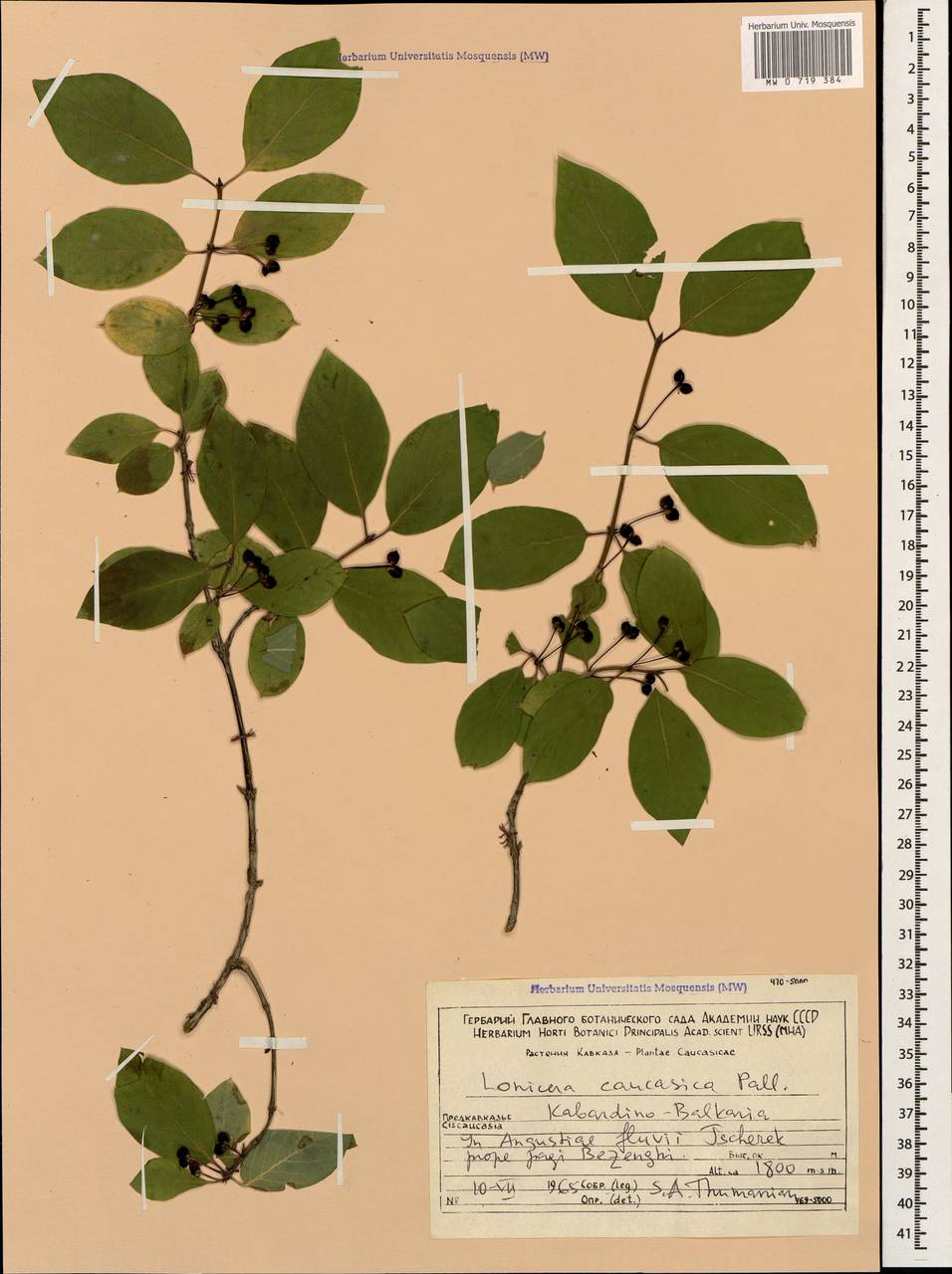 Lonicera caucasica subsp. orientalis (Lam.) D. F. Chamb. & Long, Кавказ, Ставропольский край, Карачаево-Черкесия, Кабардино-Балкария (K1b) (Россия)
