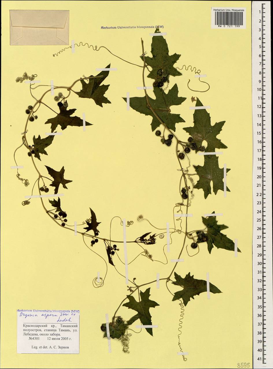 Переступень щетинистый Stev., Кавказ, Краснодарский край и Адыгея (K1a) (Россия)