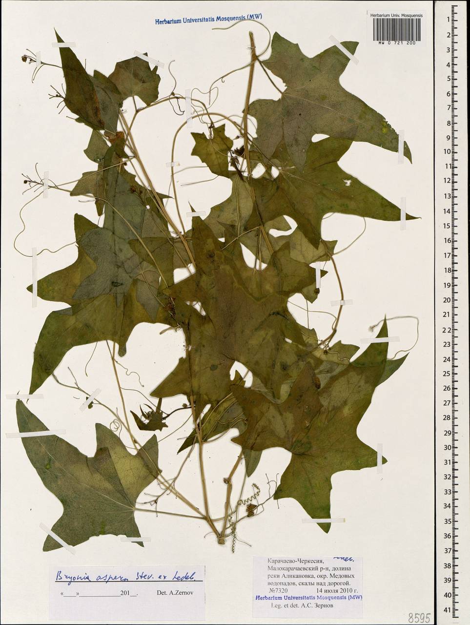 Переступень щетинистый Stev., Кавказ, Ставропольский край, Карачаево-Черкесия, Кабардино-Балкария (K1b) (Россия)