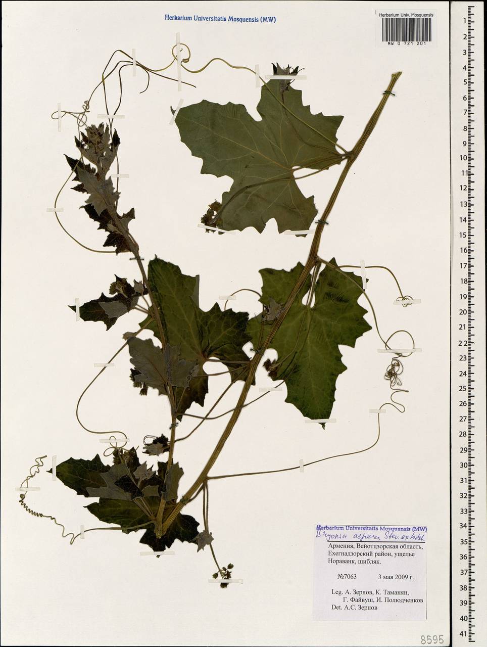Переступень щетинистый Stev., Кавказ, Армения (K5) (Армения)