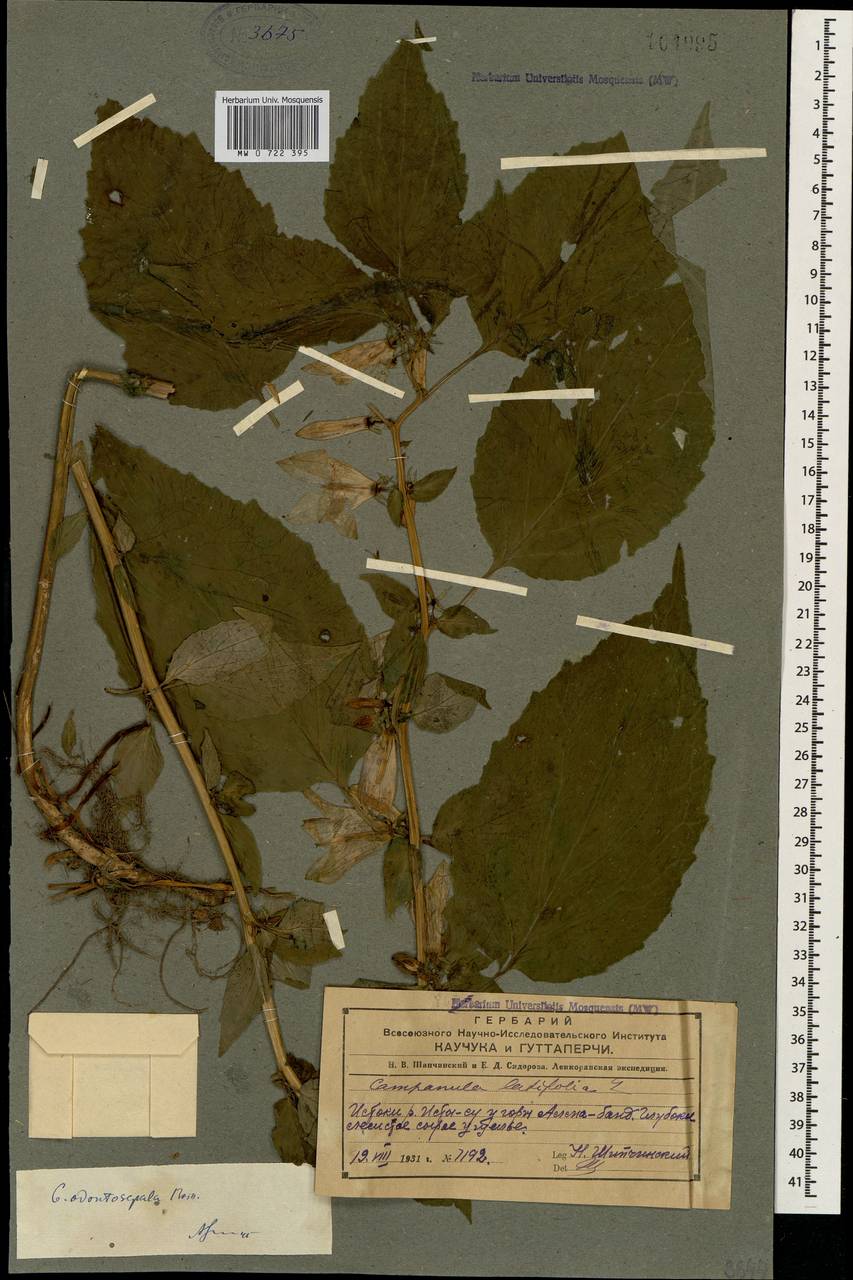 Campanula odontosepala Boiss., Кавказ, Азербайджан (K6) (Азербайджан)