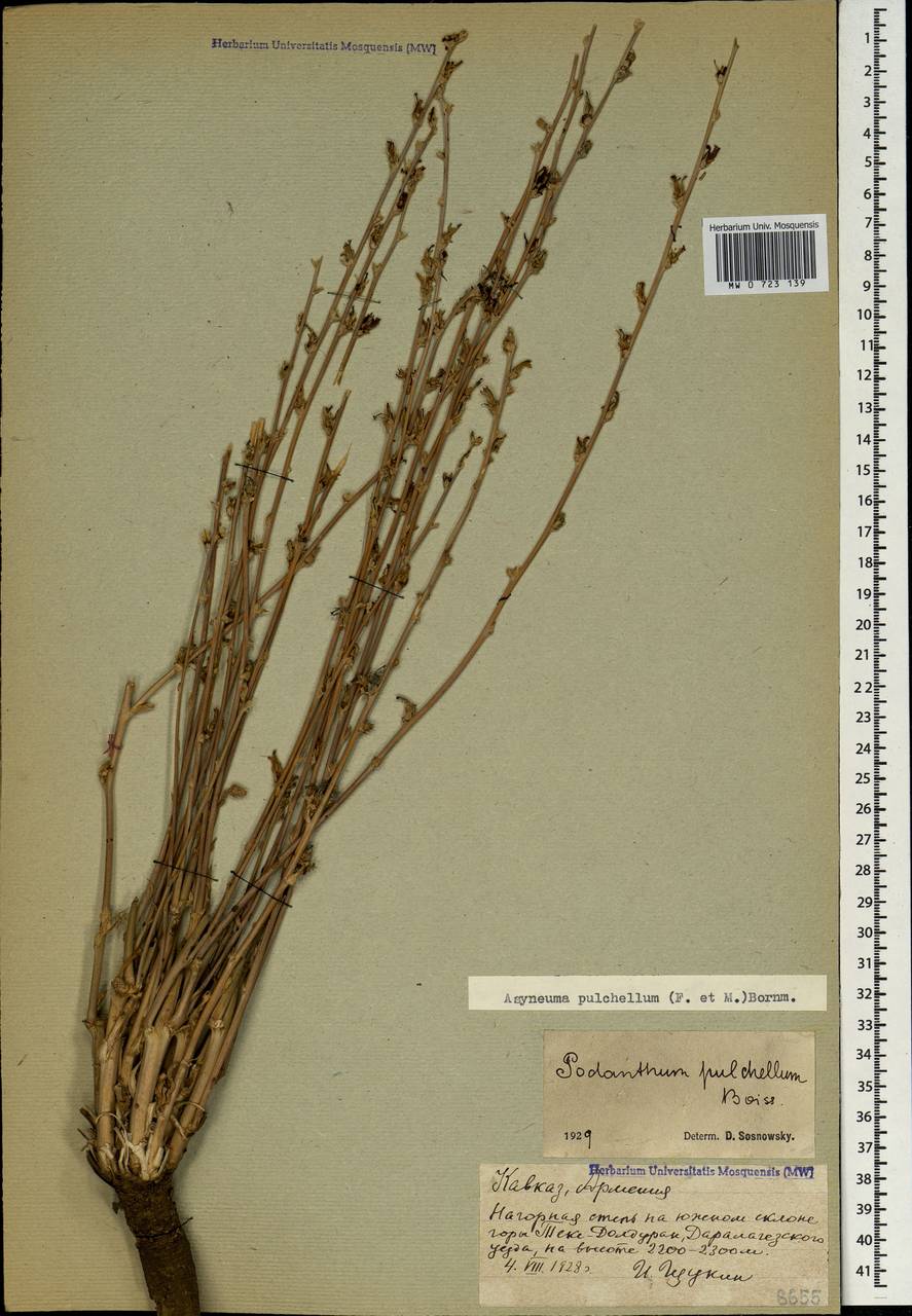 MW0723139, Asyneuma pulchellum (Свободноцветка красивая), specimen