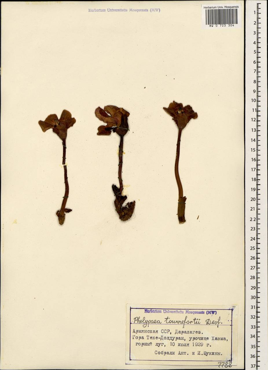 Phelipaea tournefortii Desf., Кавказ, Армения (K5) (Армения)