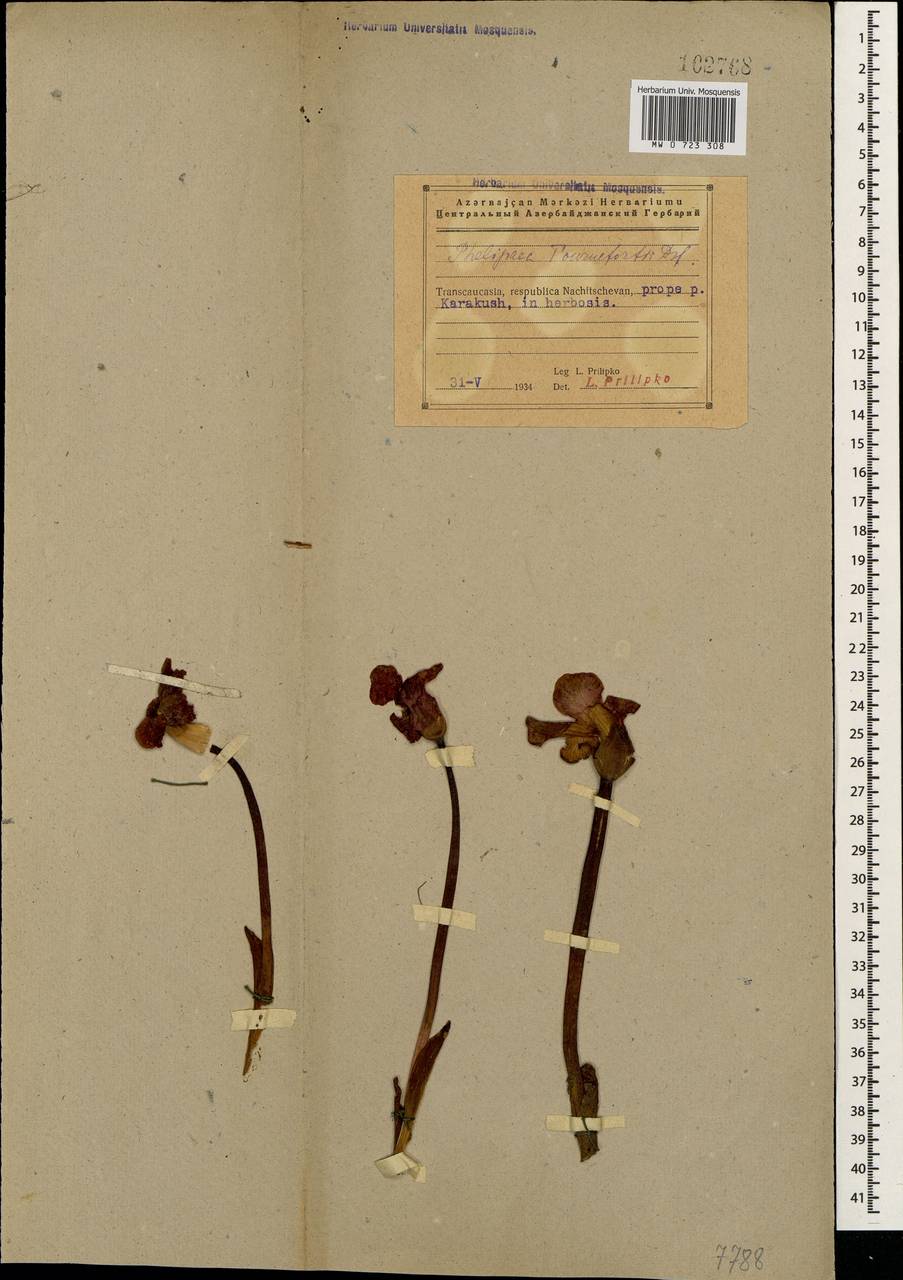 Phelipaea tournefortii Desf., Кавказ, Азербайджан (K6) (Азербайджан)