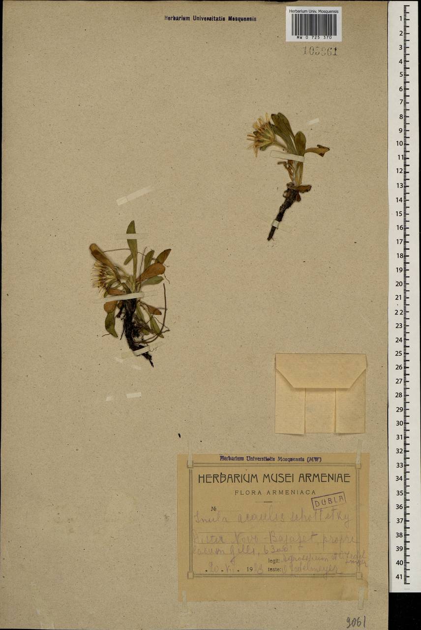 Inula acaulis Schott & Kotschy ex Boiss., Кавказ, Армения (K5) (Армения)