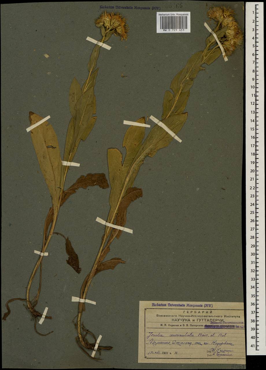 Pentanema auriculatum (Boiss. & Balansa) D. Gut. Larr., Santos-Vicente, Anderb., E. Rico & M. M. Mart. Ort., Кавказ, Армения (K5) (Армения)